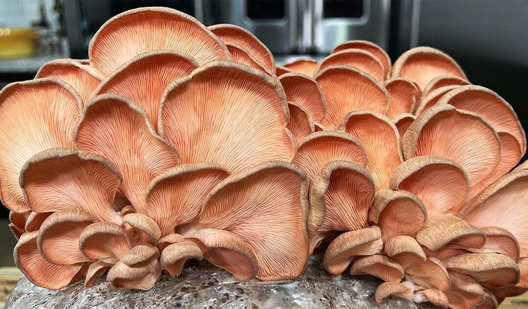 Mushroom risotto recipe