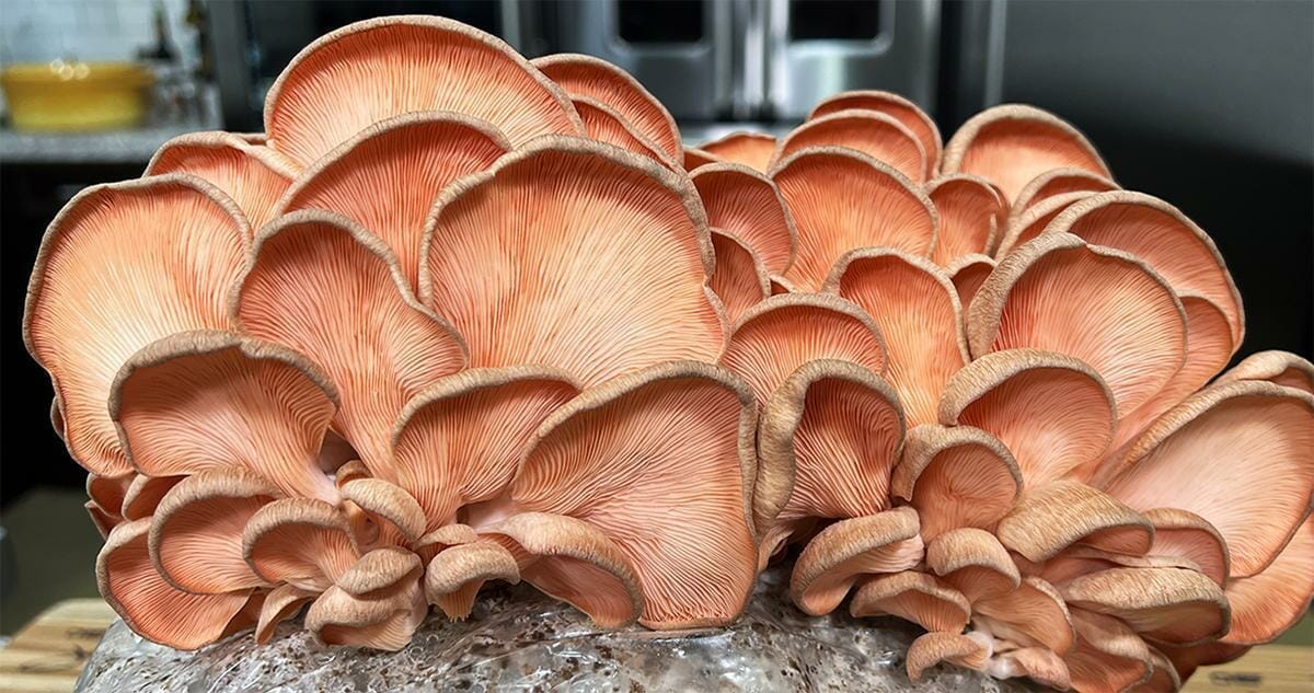 Mushroom risotto recipe