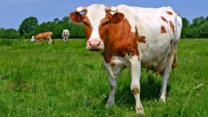 French Cow in pastures - The secret to How to Make French Butter